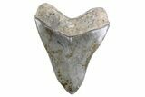 Serrated, Fossil Megalodon Tooth - North Carolina #378051-1